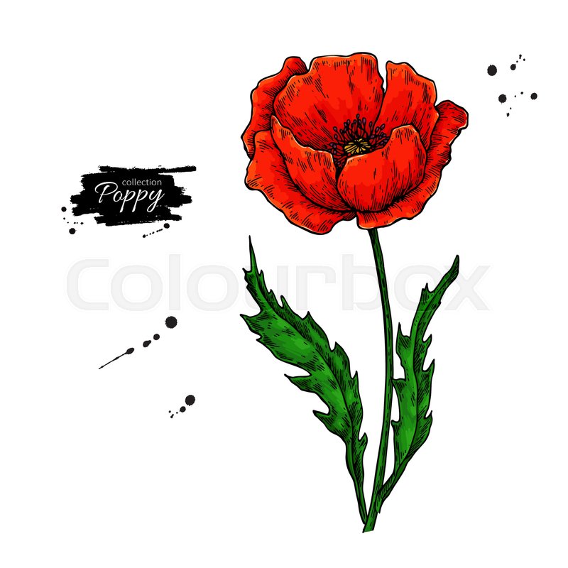 800x800 Poppy Flower Vector Drawing Set Stock Vector Colourbox