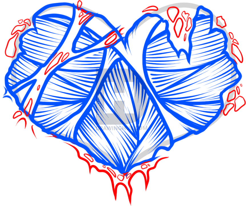 861x720 how to draw a heart muscle, heart muscle, step