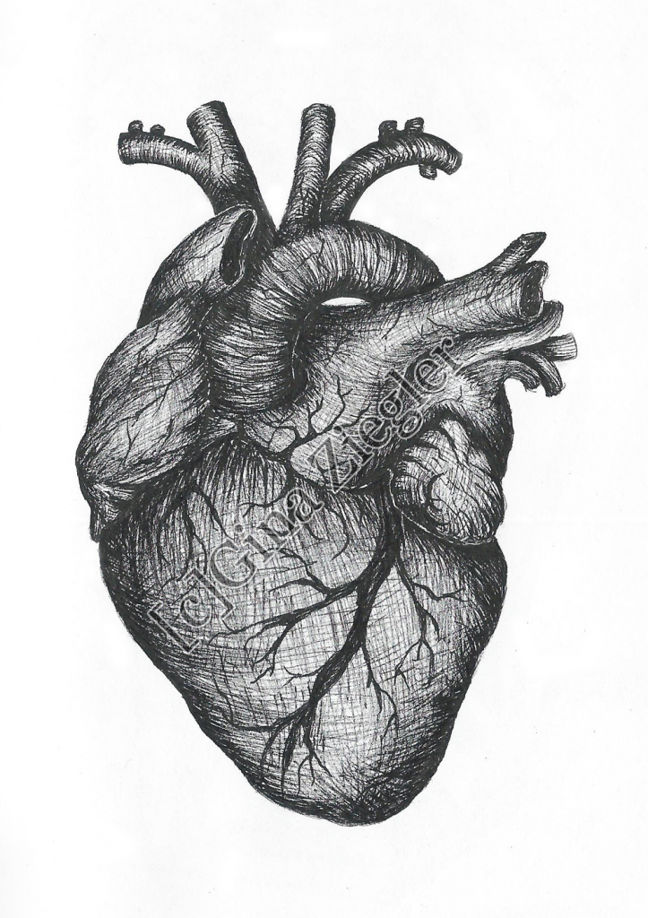 723x1024 Real Heart Clipart Image Group