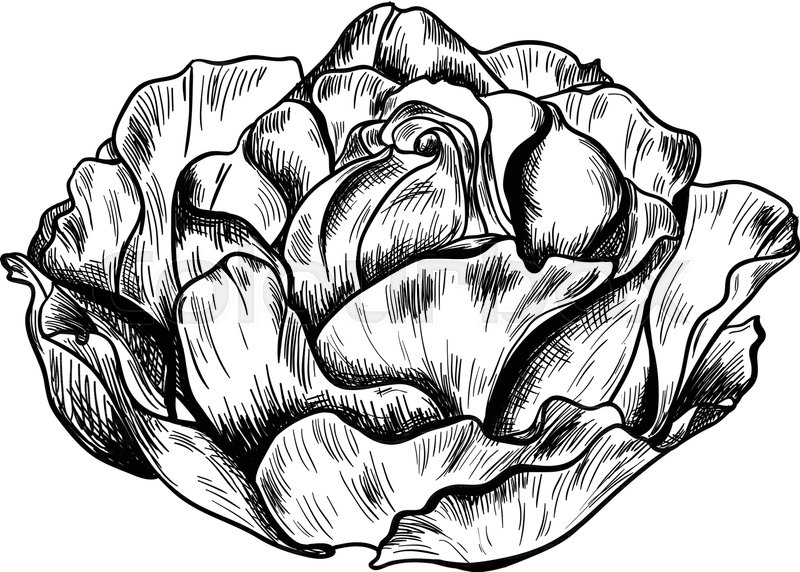 800x572 Illustration Of Highly Detailed Hand Stock Vector Colourbox