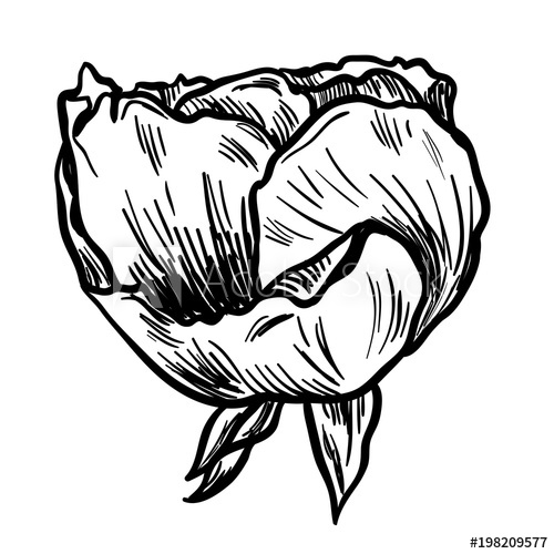 500x500 Illustration Of Highly Detailed Hand Drawn Rose Isolated On White