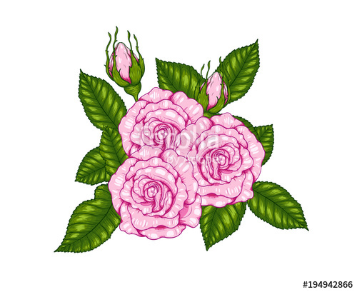 500x409 Rose Vector
