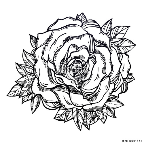 500x500 Vintage Floral Detailed Hand Drawn Rose, Leaves Stock Image