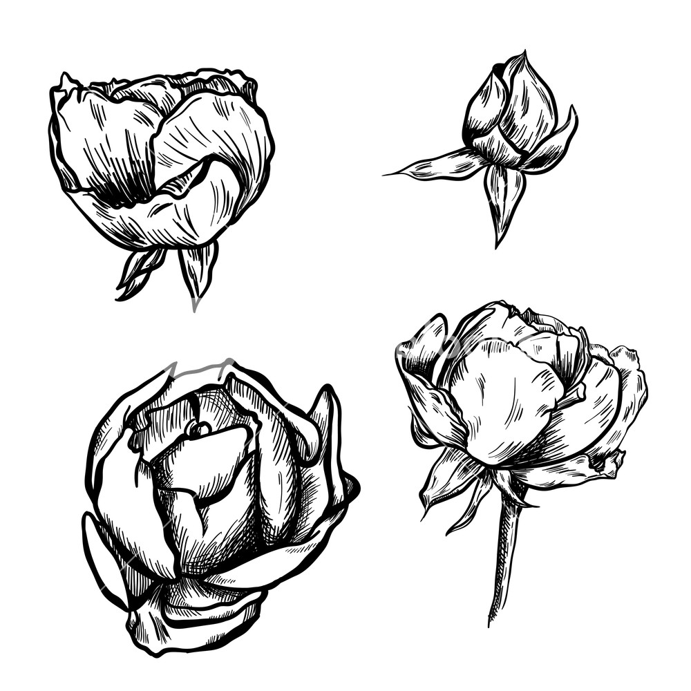 1000x1000 Great Collection Of Highly Detailed Hand Drawn Roses Isolated
