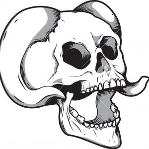 300x300 Stock Illustration Anatomic Skull Vector Art Detailed Hand Drawn