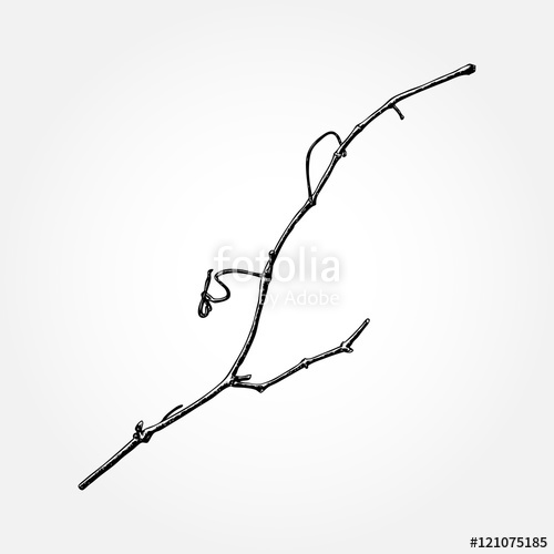 500x500 Detailed And Precise Ink Drawing Wood Twig, Isolated On White