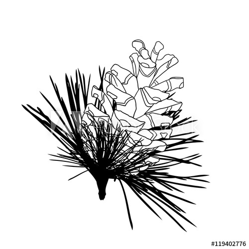 500x500 Hand Drawing Pine Cone On The Tree Pinecone Drawing On Fir Branch