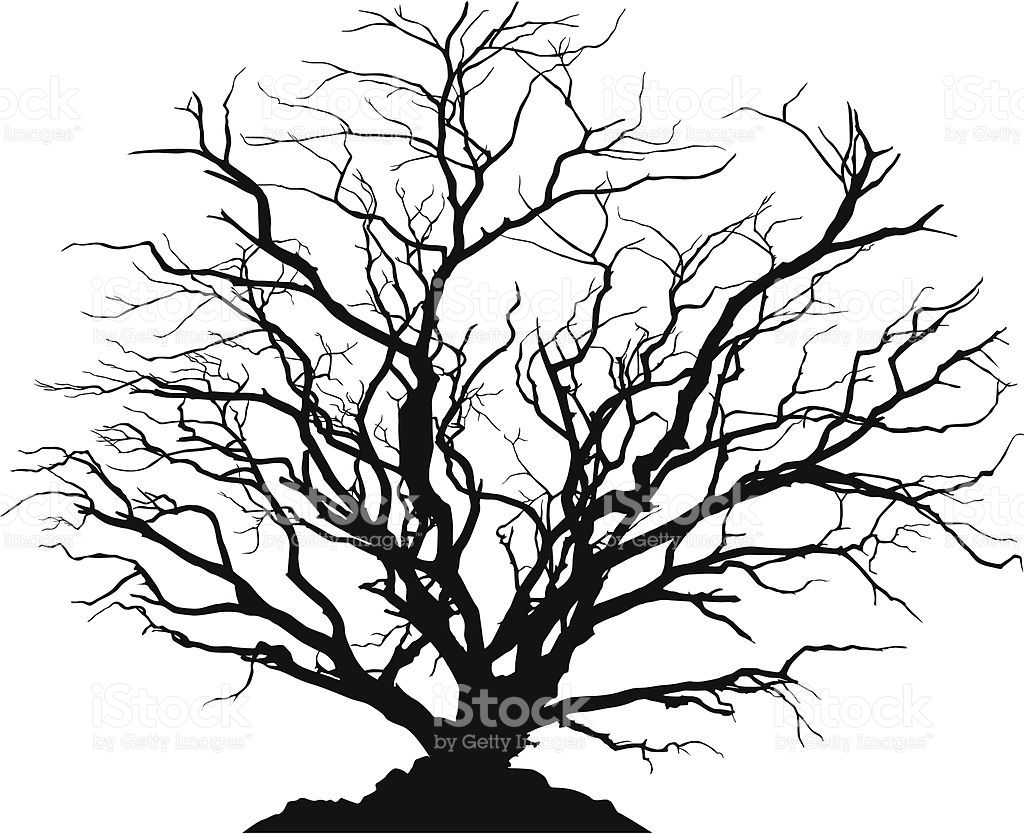1024x834 silhouette of a round shaped deciduous tree with no leaves ground