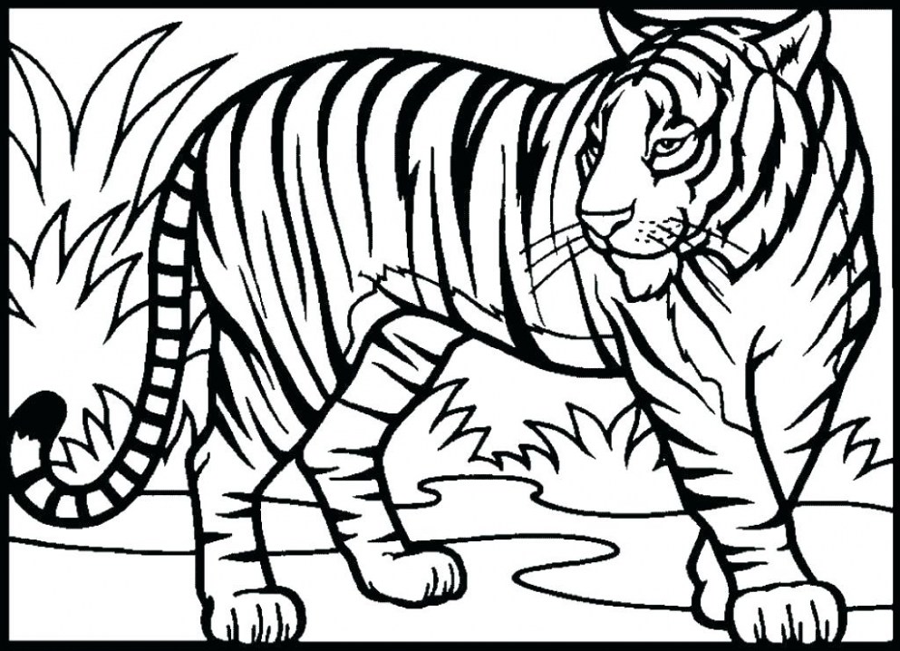 993x718 Tiger Coloring Pages Printable Great Free Printable Coloring Pics