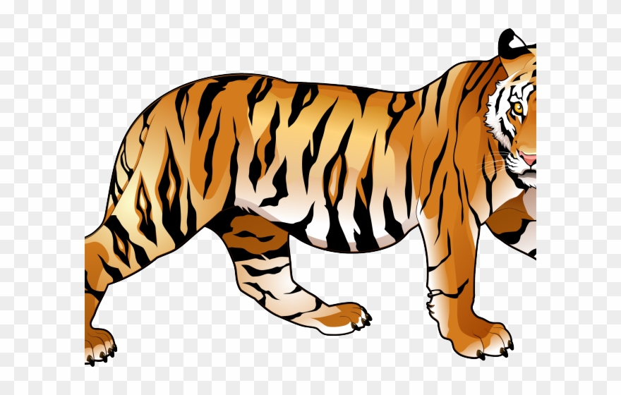 880x560 Tiiger Clipart Tiger Nose