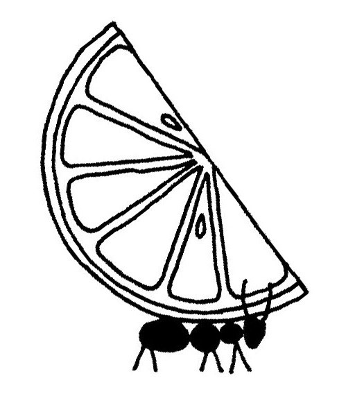 499x578 Hannah Knowles