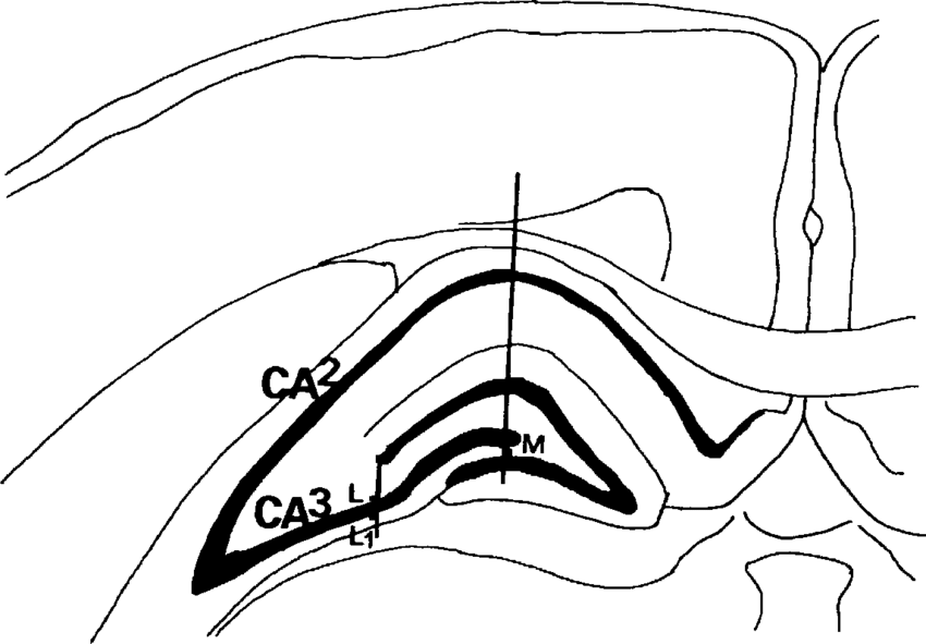 850x591 diagrammatic representation of figure showing the hippocampal