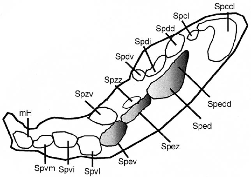 860x606 Figure From Neurochemistry Of Nigral Degeneration