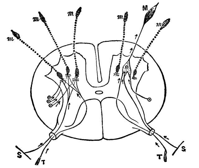 640x539 figure diagrammatic representation henriette's herbal homepage