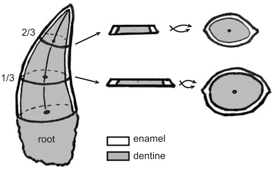 945x581 First Evidence Of Denticulated Dentition In Teleosaurid