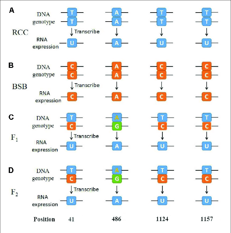 740x745 The Diagrammatic Drawing Of Genotype And Expression Of Rrna
