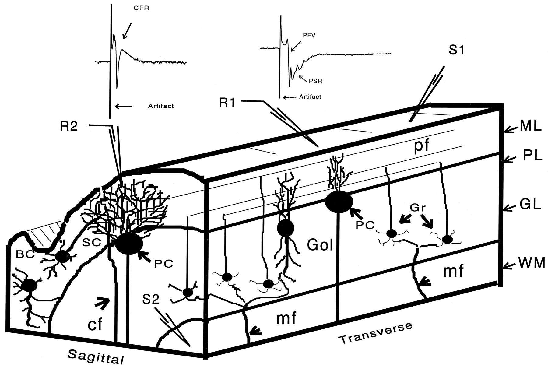 1800x1199 comparative effects of methylmercury on parallel fiber
