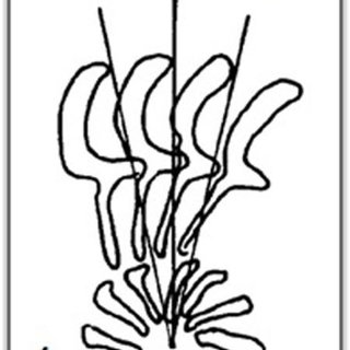 320x320 Diagrammatic Drawing Of The Denticles Description Of T