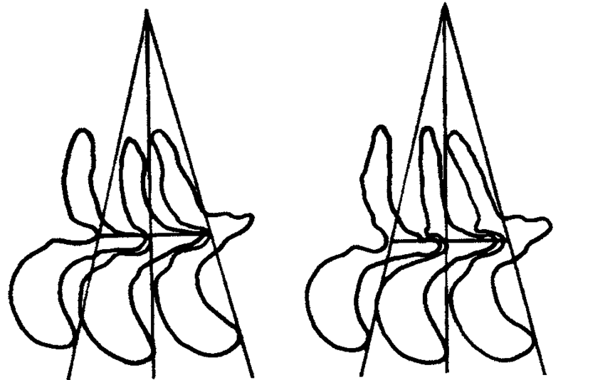 850x534 Diagrammatic Drawings Of The Denticles Of Two Specimens