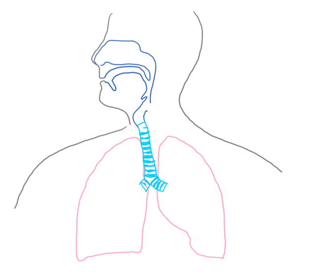 680x559 how to draw the human respiratory system steps