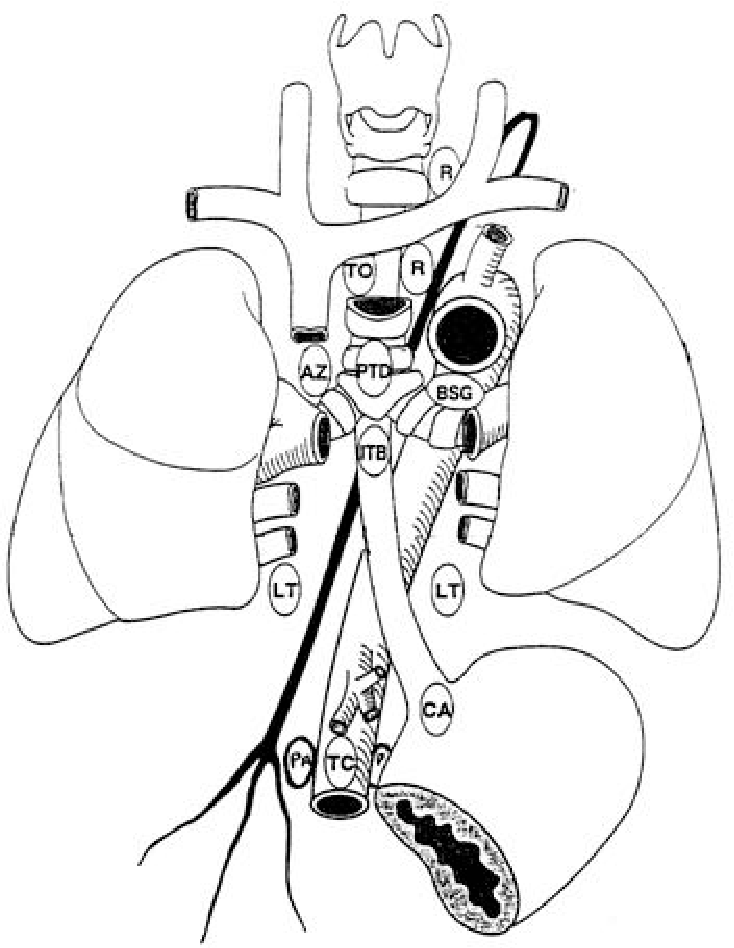 734x948 mediastinal lymphatic efferents from the diaphragm