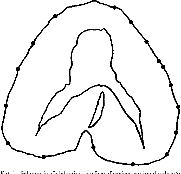 696x668 zone of apposition in the passive diaphragm of the dog