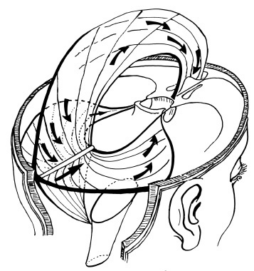 357x380 cranial diaphragms embodiment etudes