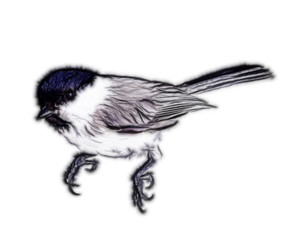 300x242 Willow Tit On White Background Drawings Of Real Animals