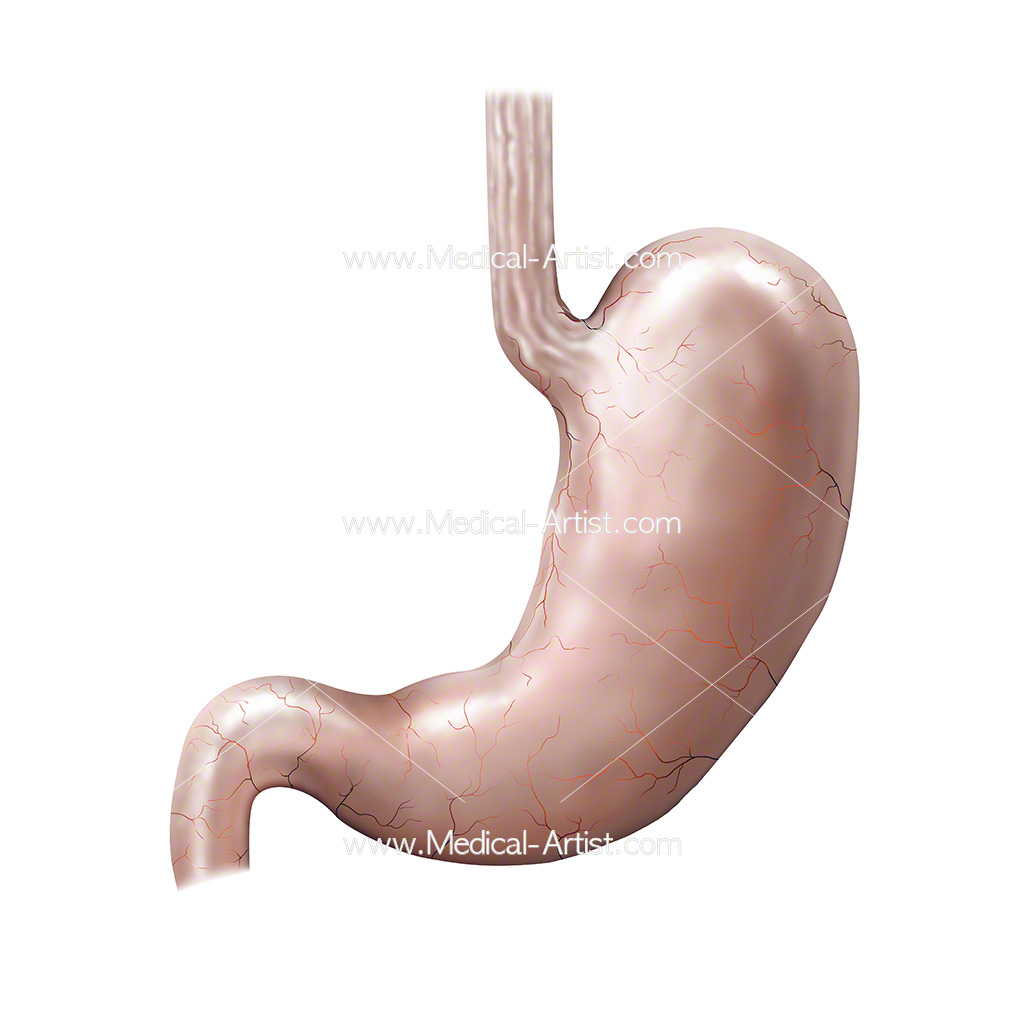 1024x1024 digestive system illustrations stomach, intestines related anatomy
