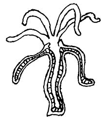 220x256 Extracellular Digestion