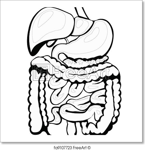 561x581 free art print of digestive system black and white illustration