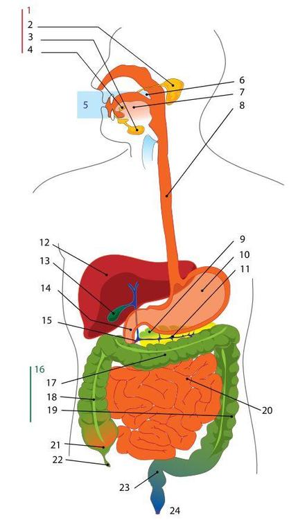 430x750 image digestive system