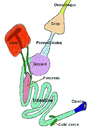 300x441 The Earthlife Web