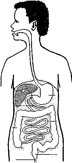 245x551 chapter digestive system