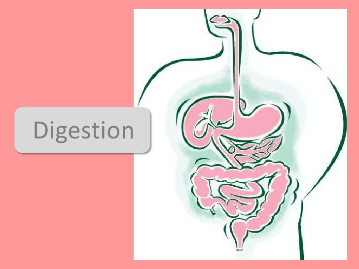 728x546 Digestion, Absorption And Enzymes