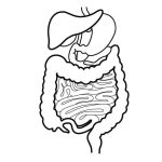 150x150 Digestive System Coloring Pages Nervous Drawing