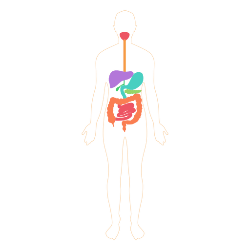 512x512 Digestive System Food Digestion Body