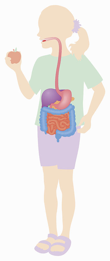 381x900 biomedical illustration of digestive system girl eating apple