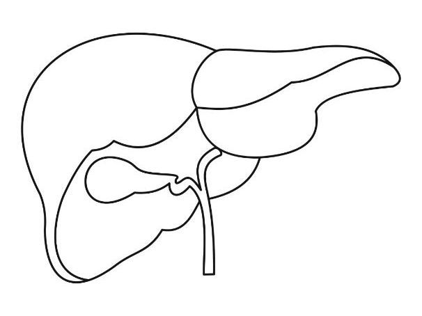 606x454 Life Size Digestive System Cutouts Drew Science Projects