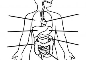 Digestive System Drawing | Free download on ClipArtMag