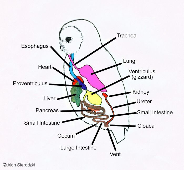 700x645 Owl Digestive System Diagram Image