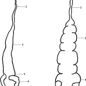300x300 Schematic Drawings Of The Digestive System