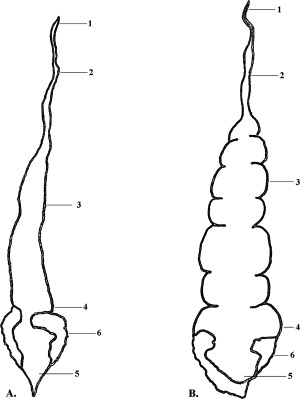 300x399 Schematic Drawings Of The Digestive System