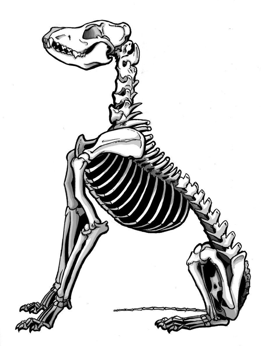 900x1190 dingo skeleton