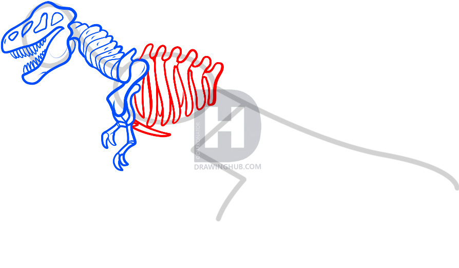 894x522 How To Draw A Dinosaur Skeleton, Dinosaur Skeleton, Step