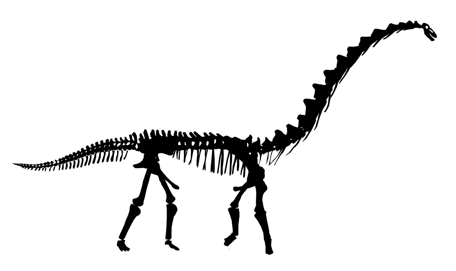 1910x1134 Appendicular Skeleton Diagram Preschool Dinosaur Skeleton