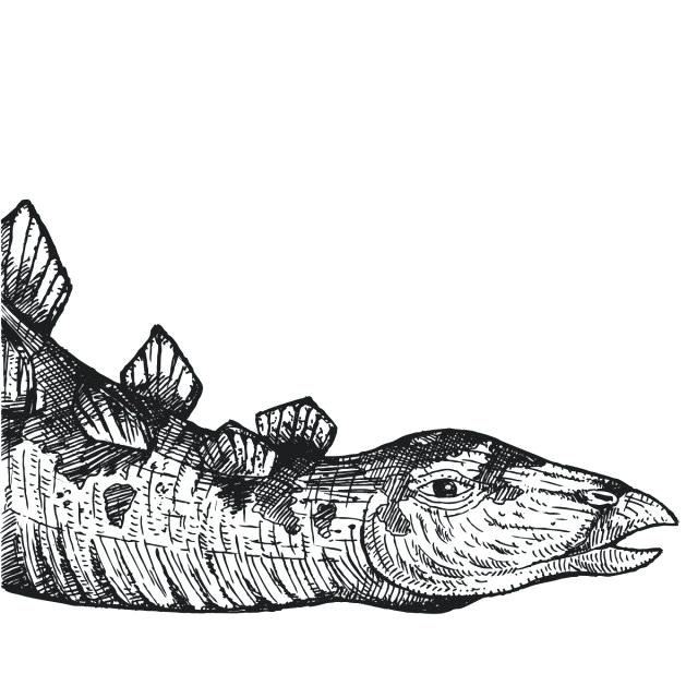 640x640 Drawing Dinosaurs