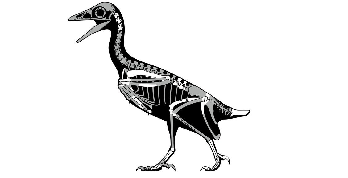 1128x579 Fossil Bird Soared Above Utah's Dinosaurs