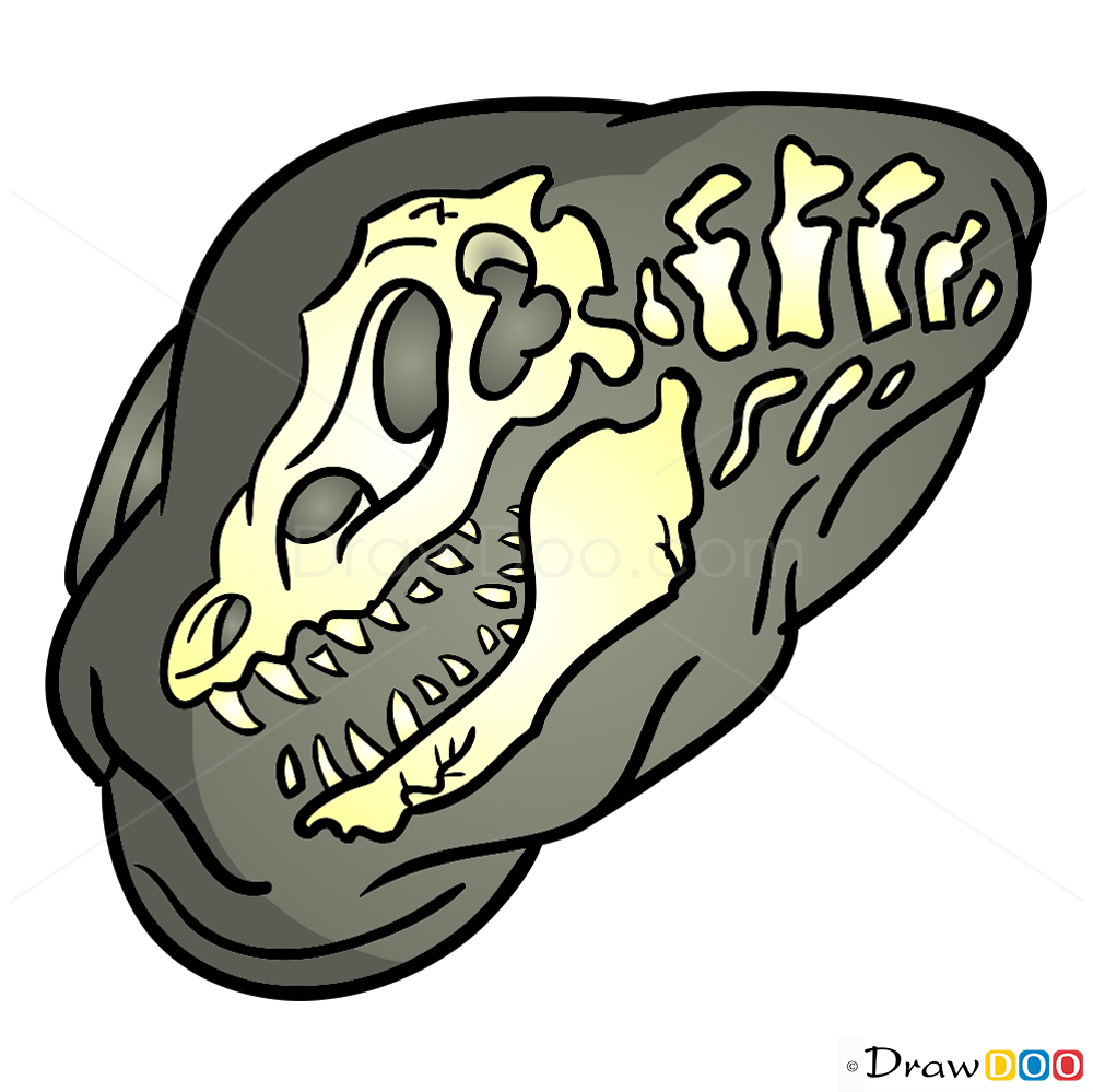 1000x999 How To Draw Fossil, Dinosaurus