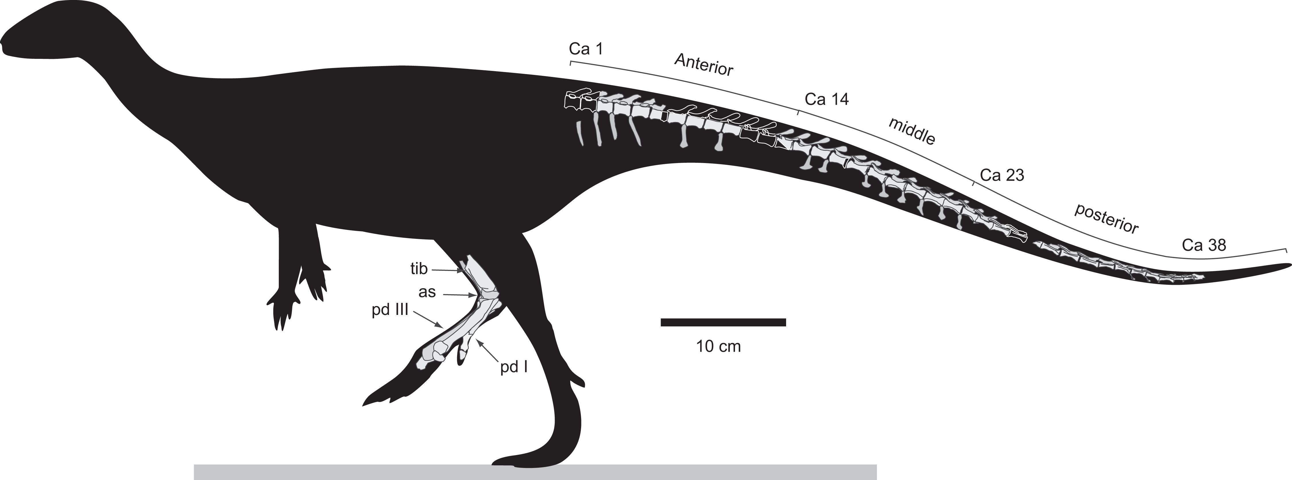 4500x1672 newly named australian dino was turkey sized and tough cosmos